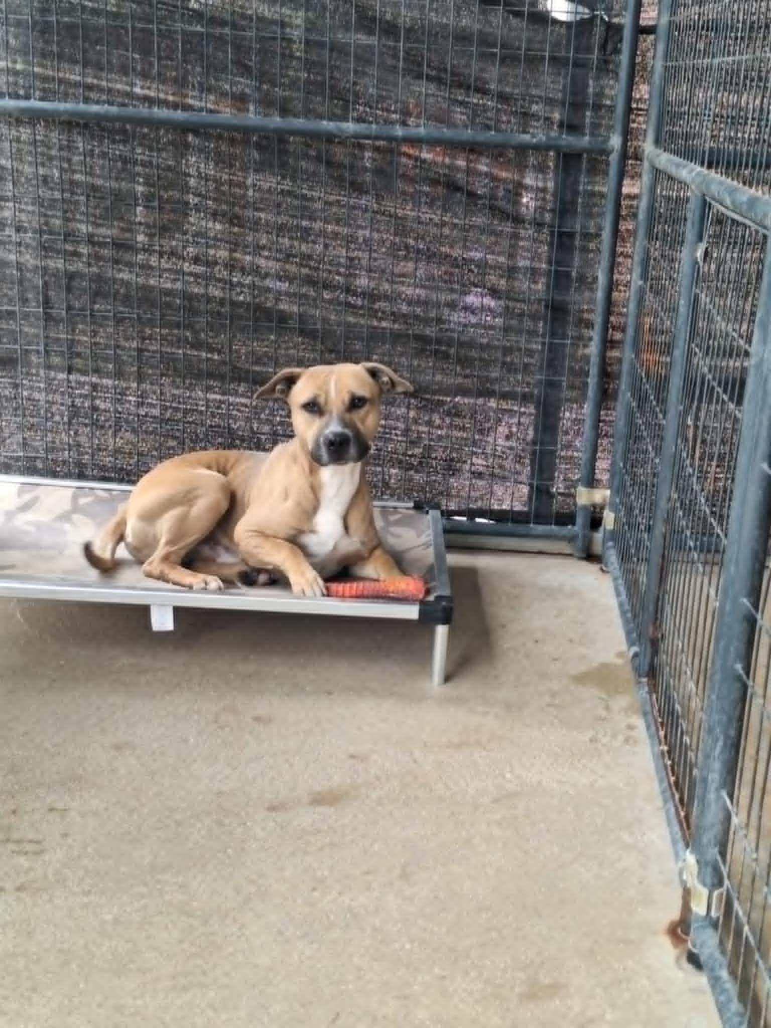 Enlarge Joe Joe, a Adoptable mixed breed in Anderson, IN image 5/6
