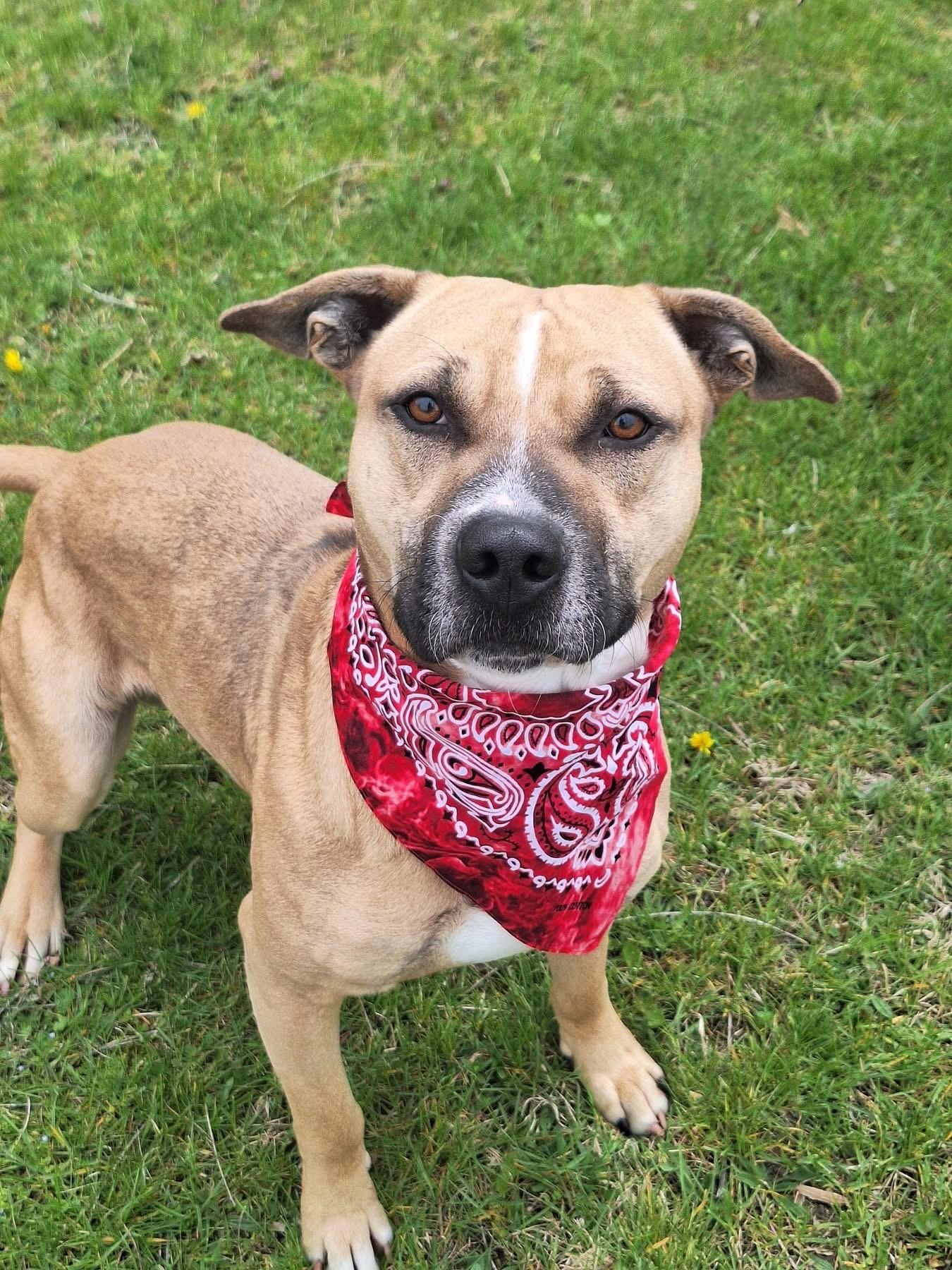 Enlarge Joe Joe, a Adoptable mixed breed in Anderson, IN image 6/6