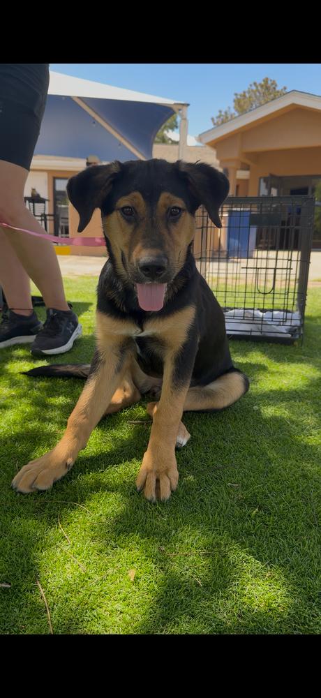 Enlarge Brandy, a Adoptable mixed breed in Albuquerque, NM image 1/3