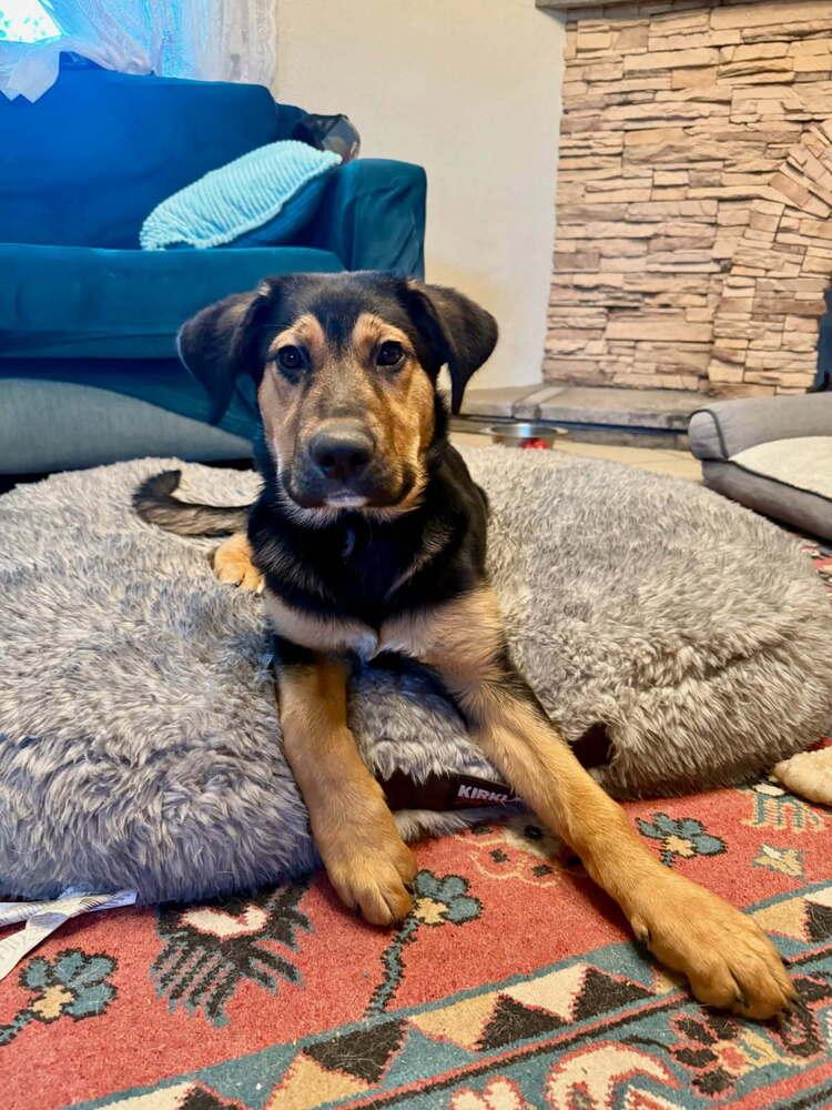 Enlarge Brandy, a Adoptable mixed breed in Albuquerque, NM image 3/3