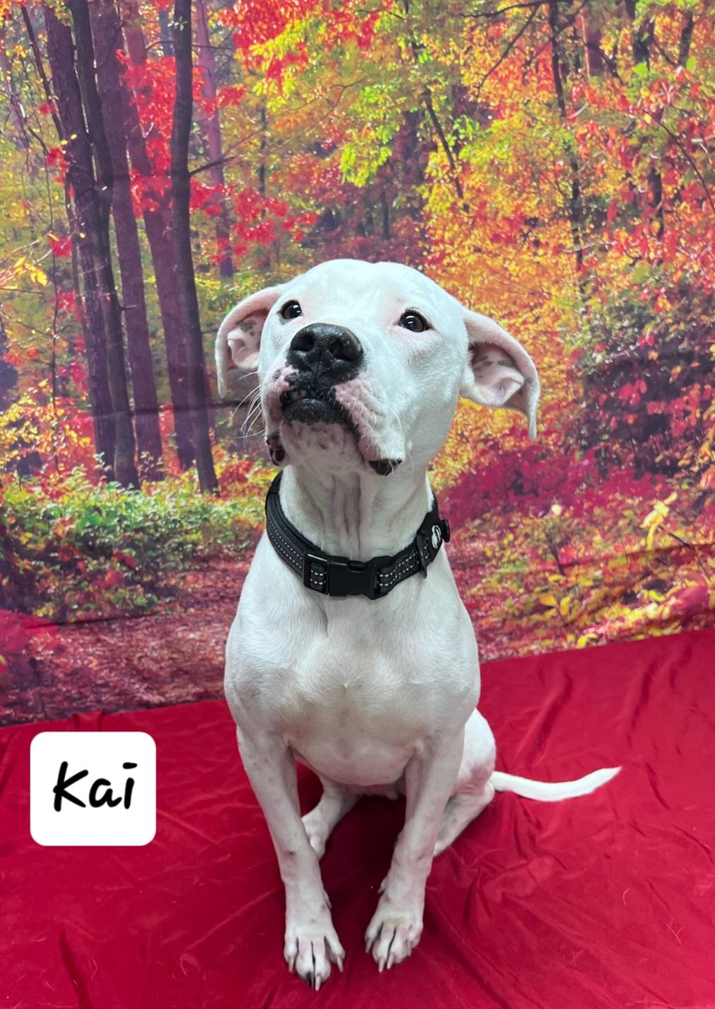 Enlarge Kai, a Adoptable mixed breed in Urbana, OH image 1/2