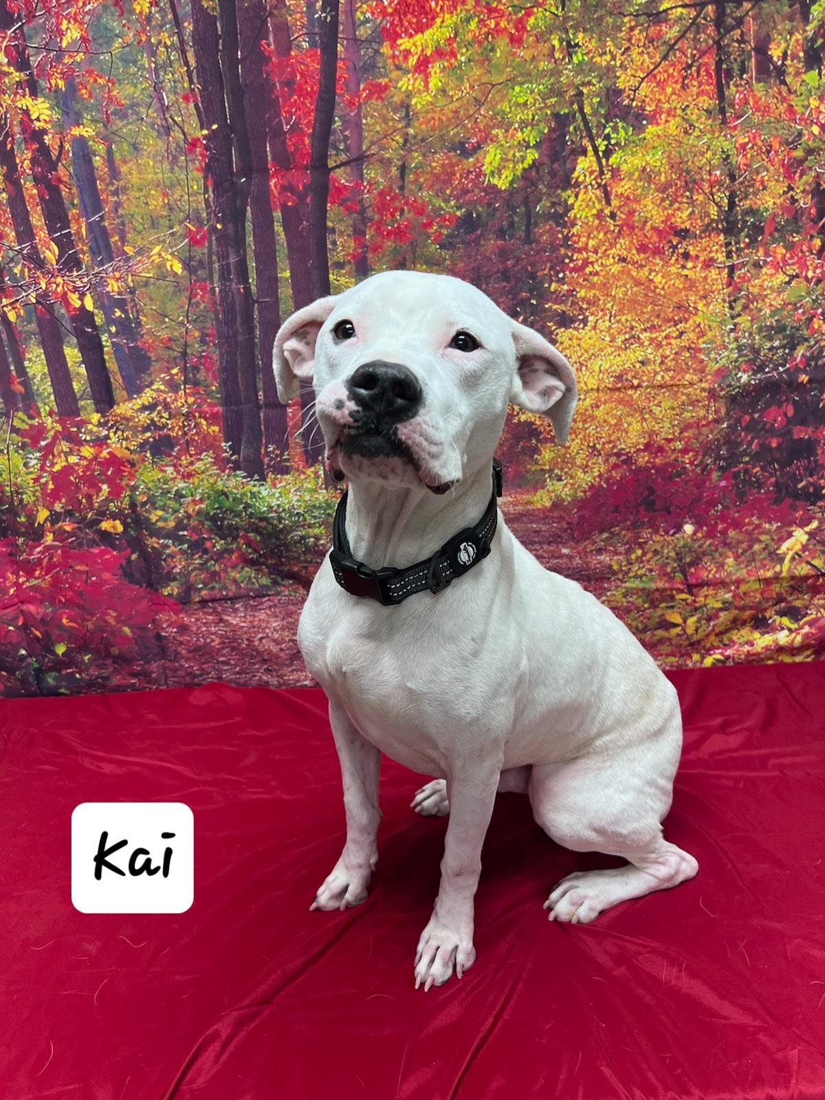 Enlarge Kai, a Adoptable mixed breed in Urbana, OH image 2/2