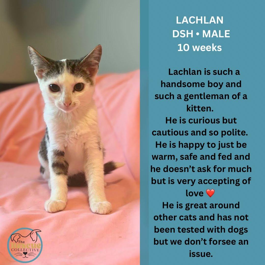 Lachlan, ADOPTABLE, Young Male Domestic Short Hair.