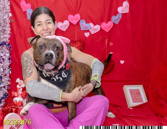 Enlarge AUGUST, a Adoptable Mixed Breed in West Palm Beach, FL image 1/1