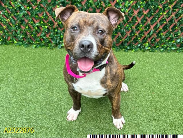 AUGUST, Adoptable, Young Male Mixed Breed.