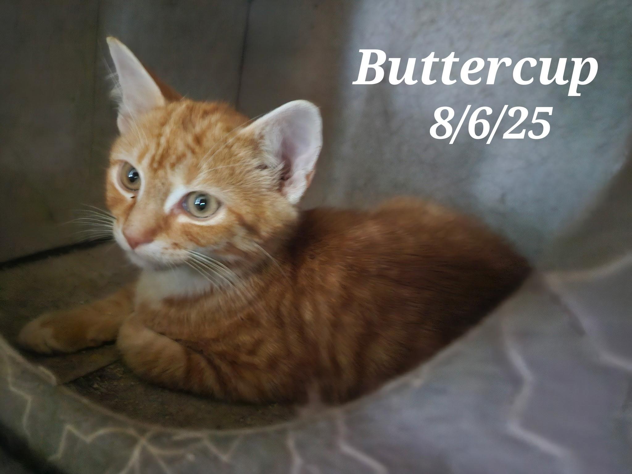 Buttercup