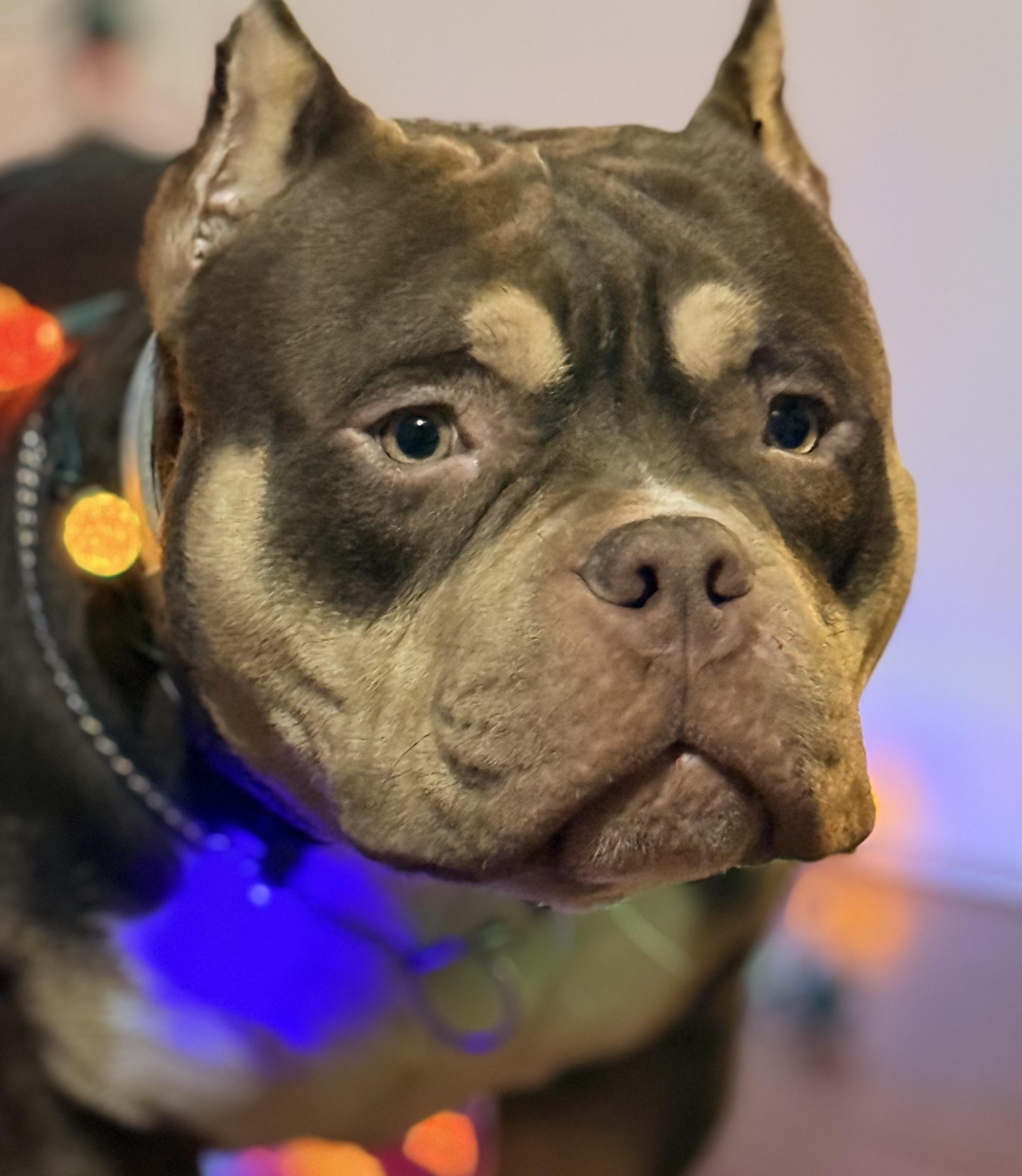 Bro, Adoptable, Young Male American Bully.