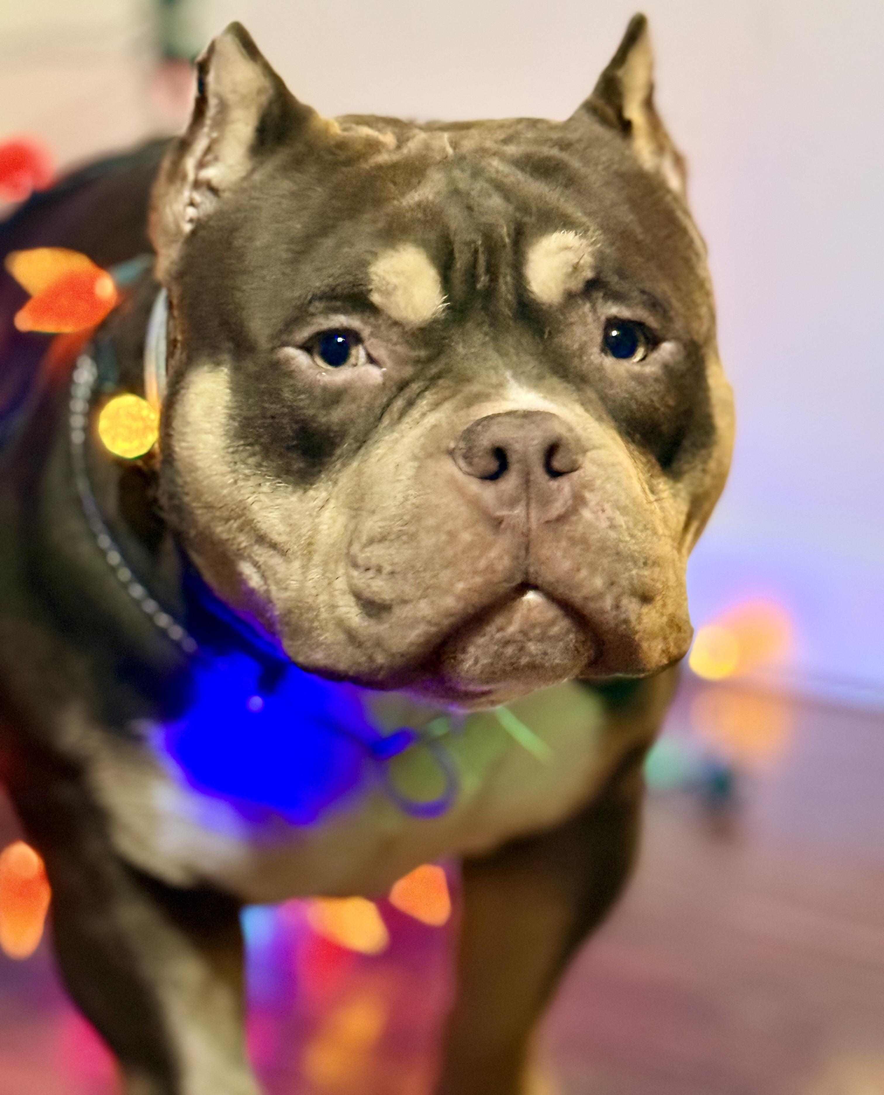 Bro, a Adoptable American Bully in Shelbyville, TN image 2/6