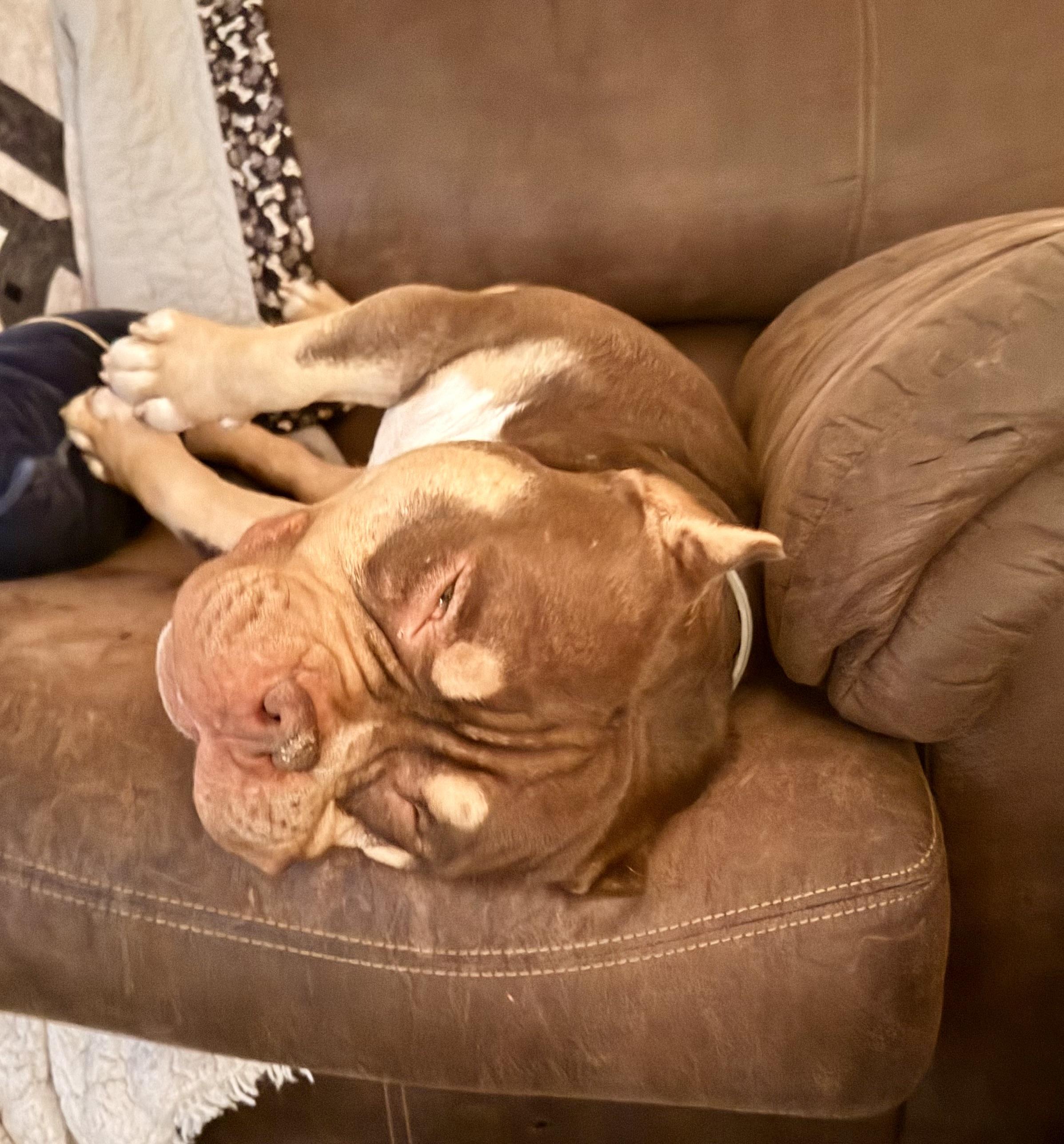 Bro, a Adoptable American Bully in Shelbyville, TN image 5/6