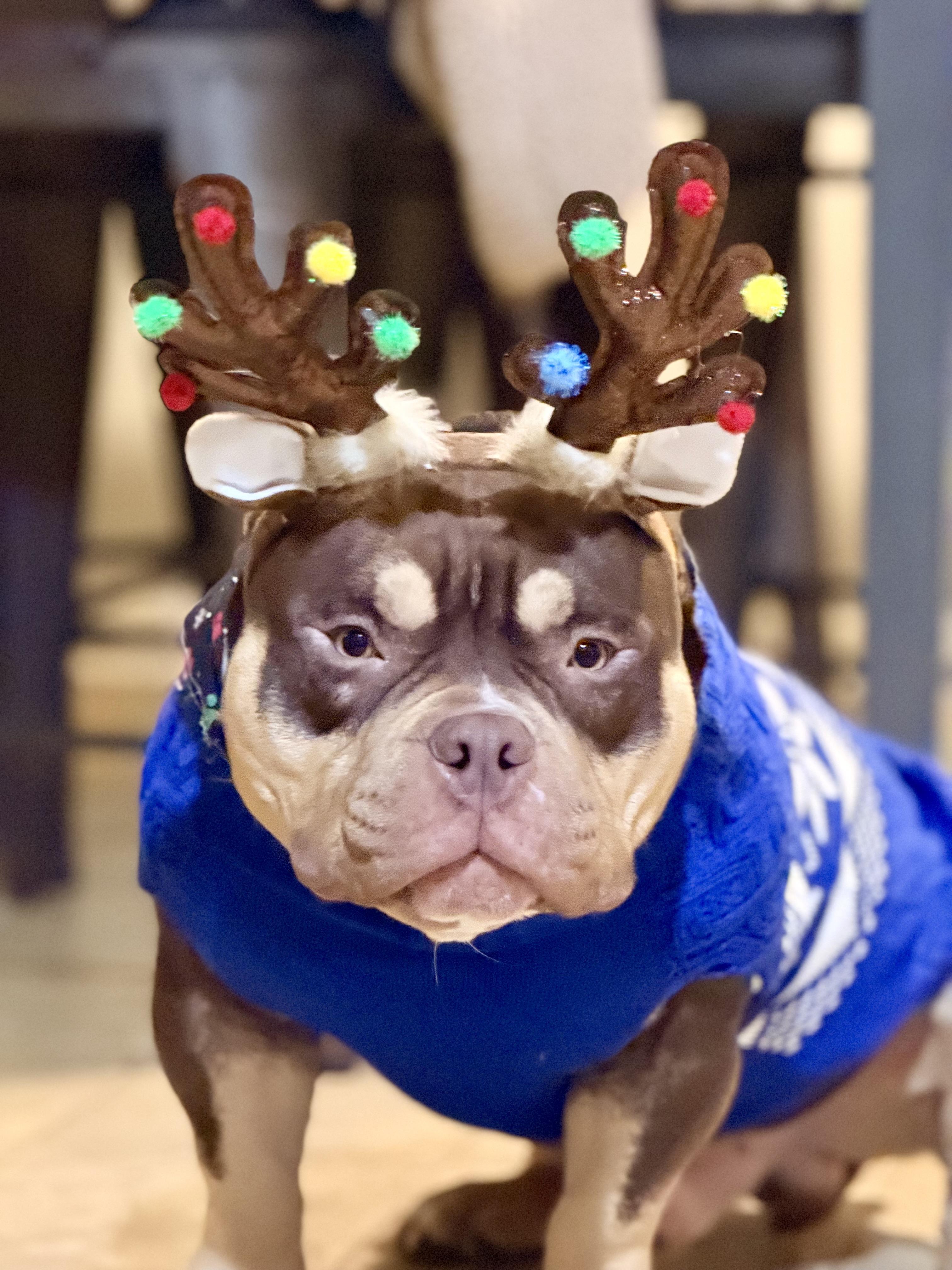 Bro, a Adoptable American Bully in Shelbyville, TN image 3/6