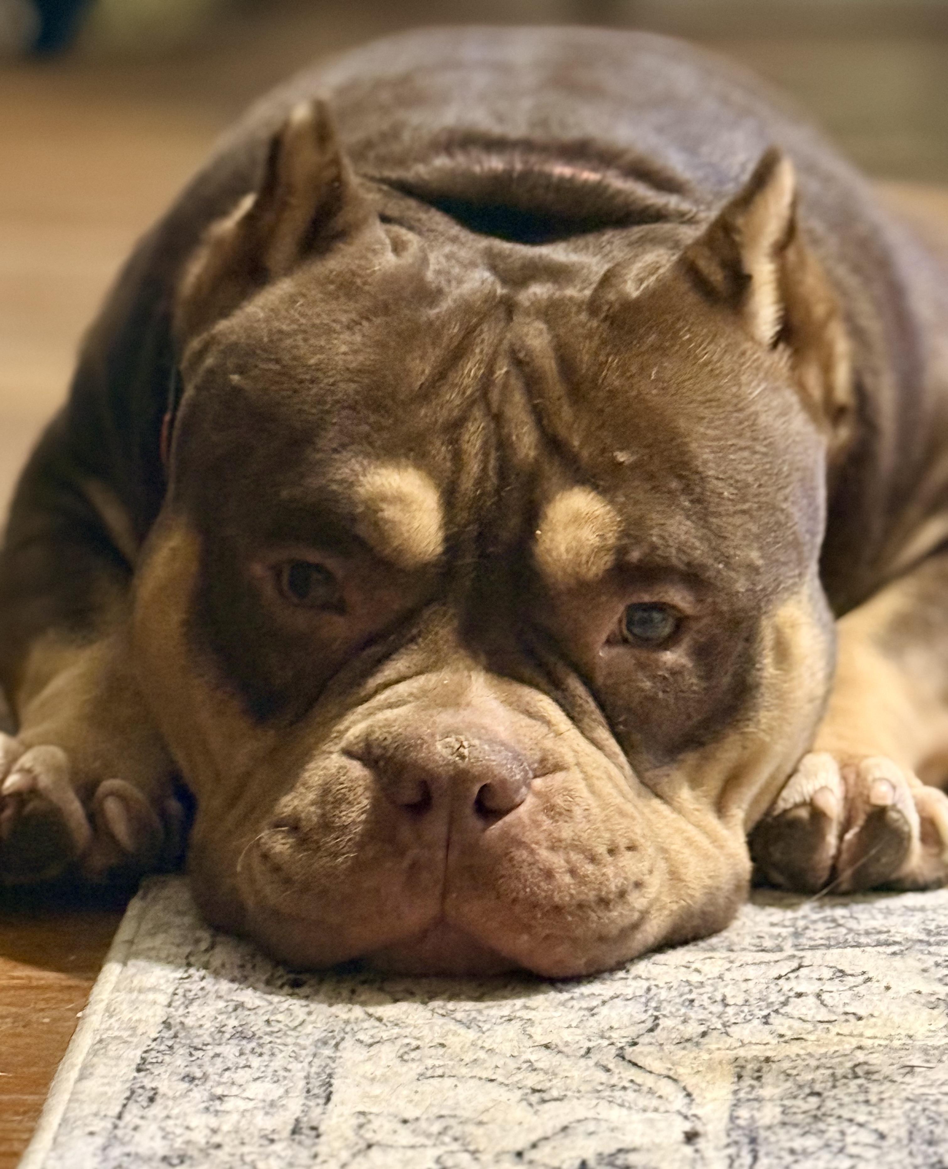 Bro, a Adoptable American Bully in Shelbyville, TN image 4/6