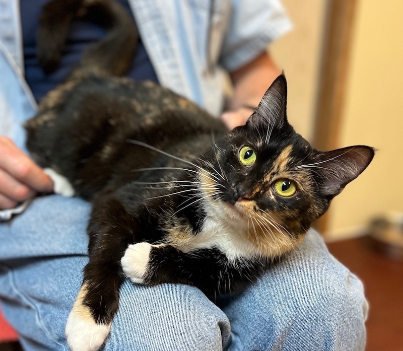 Enlarge Marble, a Adopted Calico in Palmyra, VA image 1/6