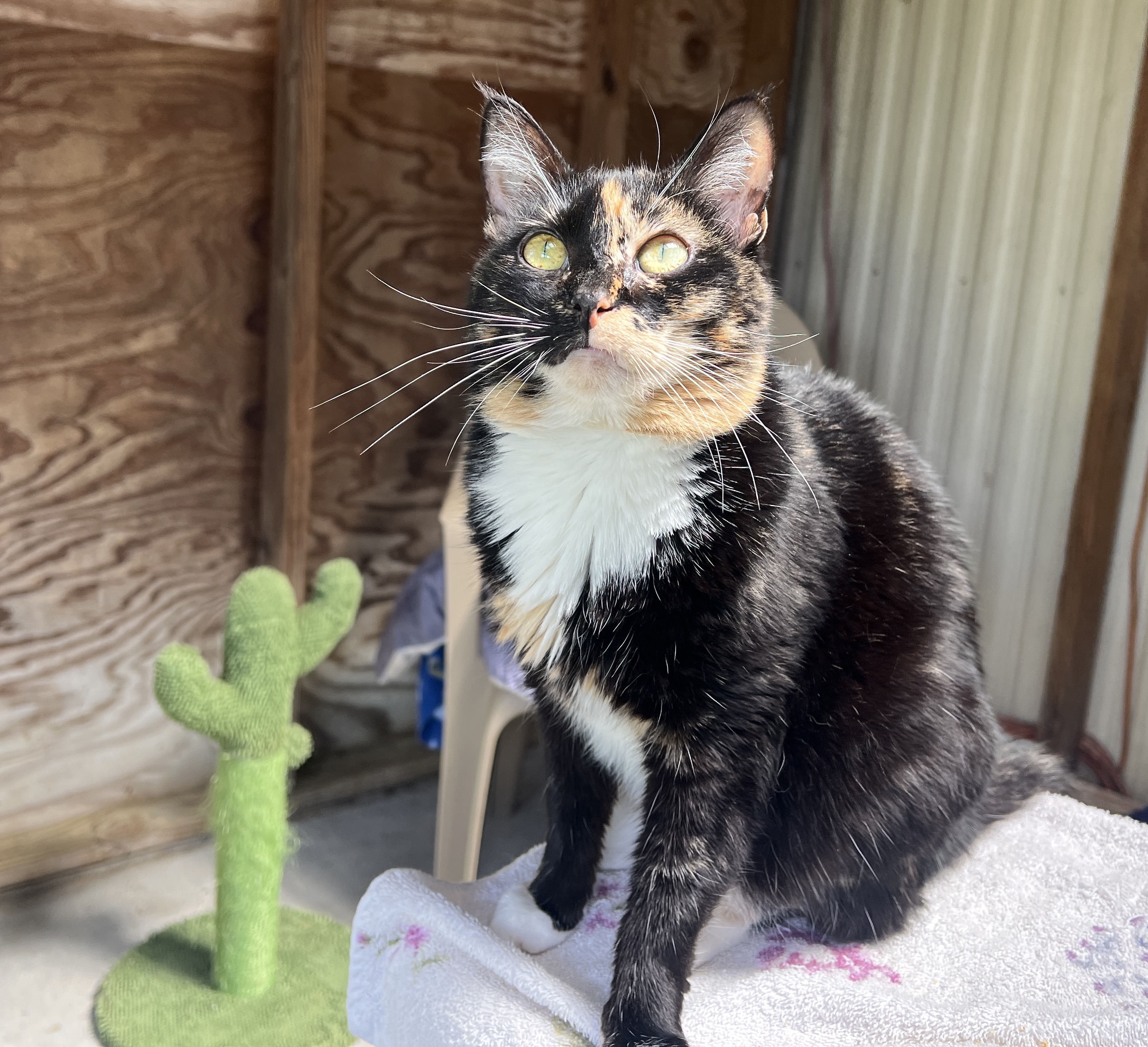 Enlarge Marble, a Adopted Calico in Palmyra, VA image 2/6