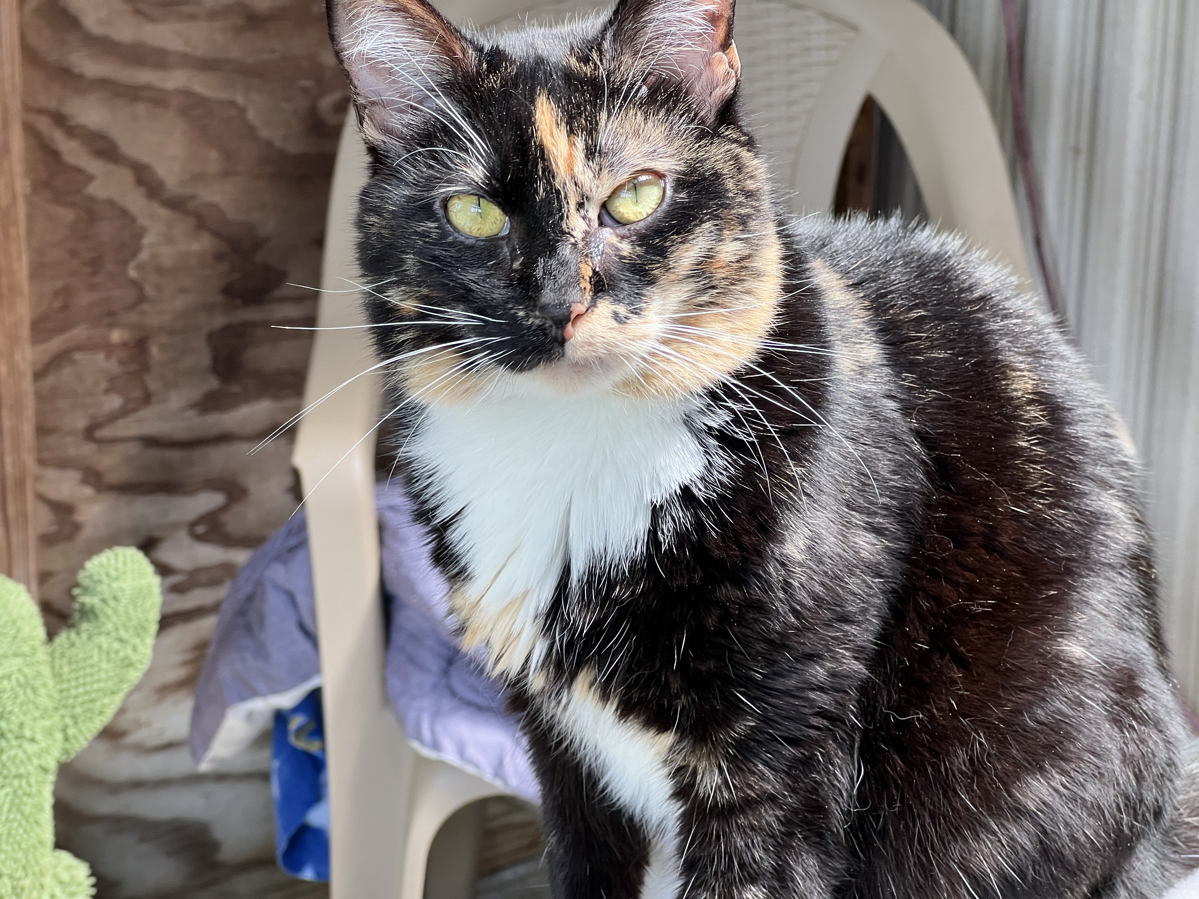 Enlarge Marble, a Adopted Calico in Palmyra, VA image 4/6