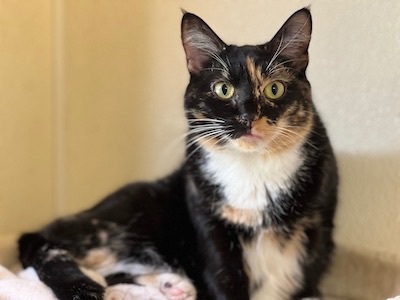 Enlarge Marble, a Adopted Calico in Palmyra, VA image 5/6