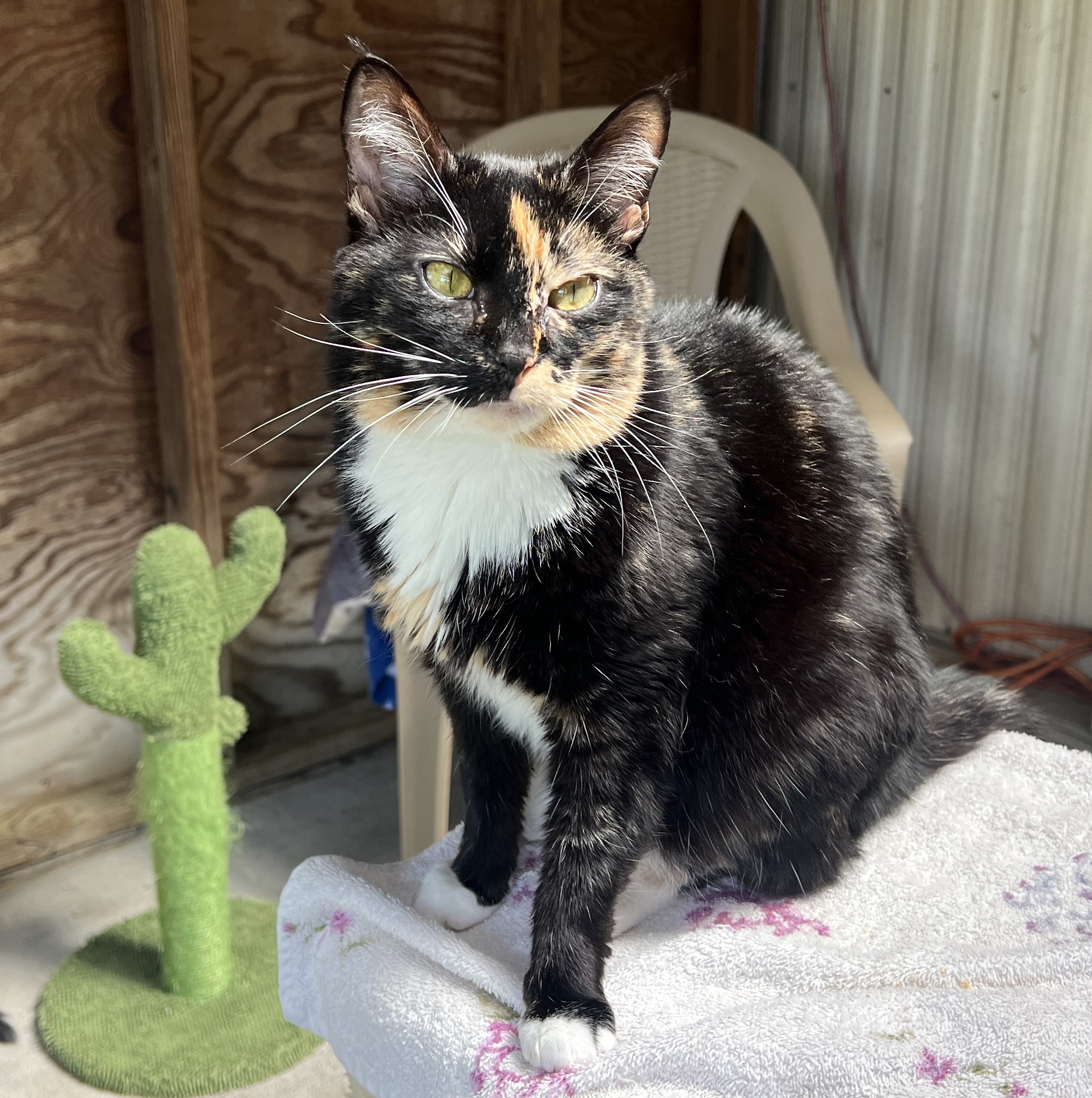 Enlarge Marble, a Adopted Calico in Palmyra, VA image 6/6