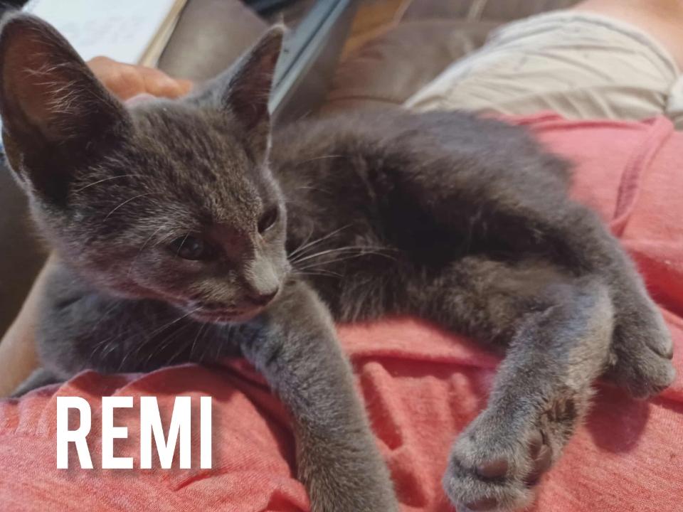 Remi