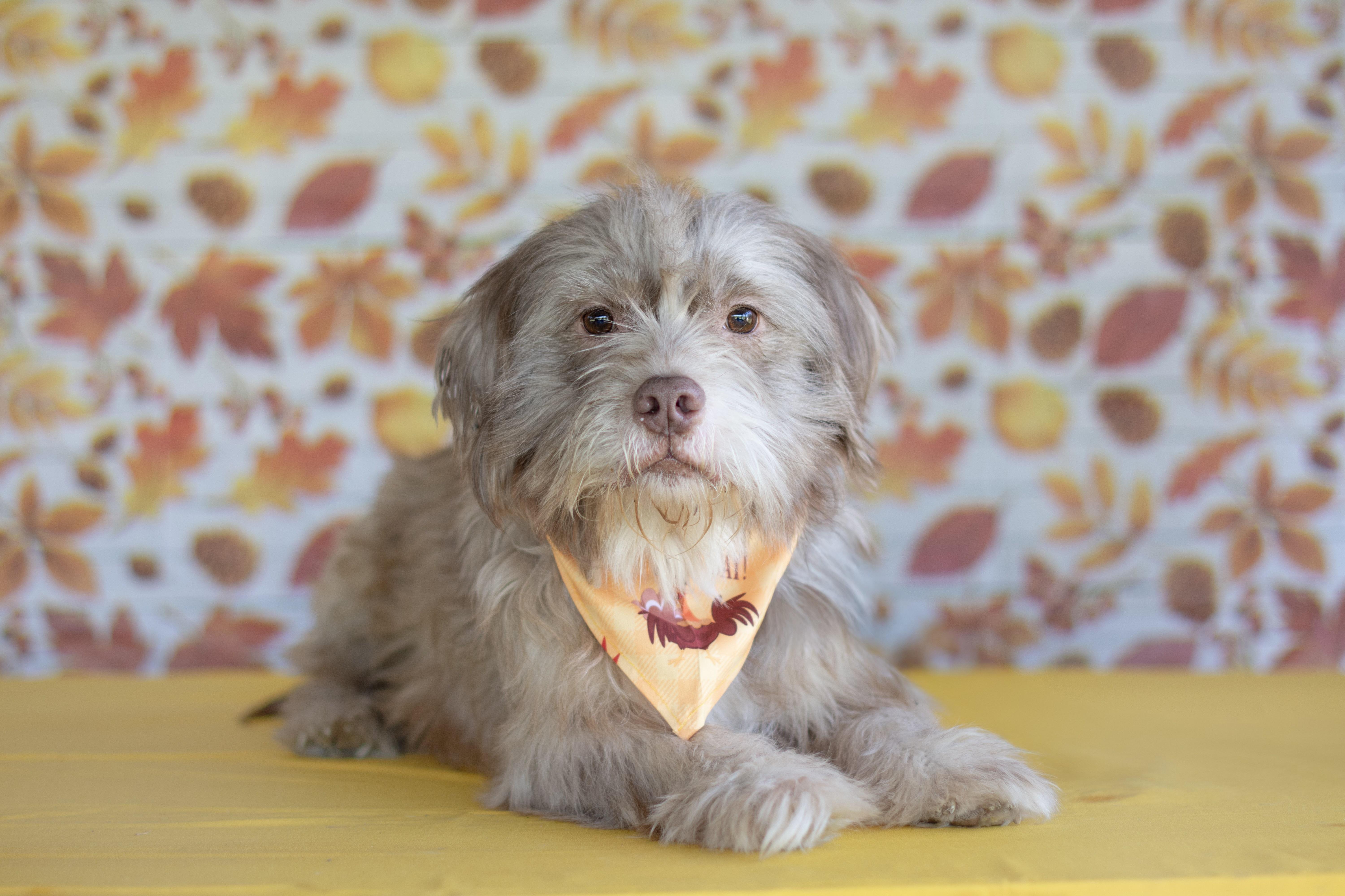 Enlarge Max, an adoptable mixed breed in Indianapolis, IN image 1/1