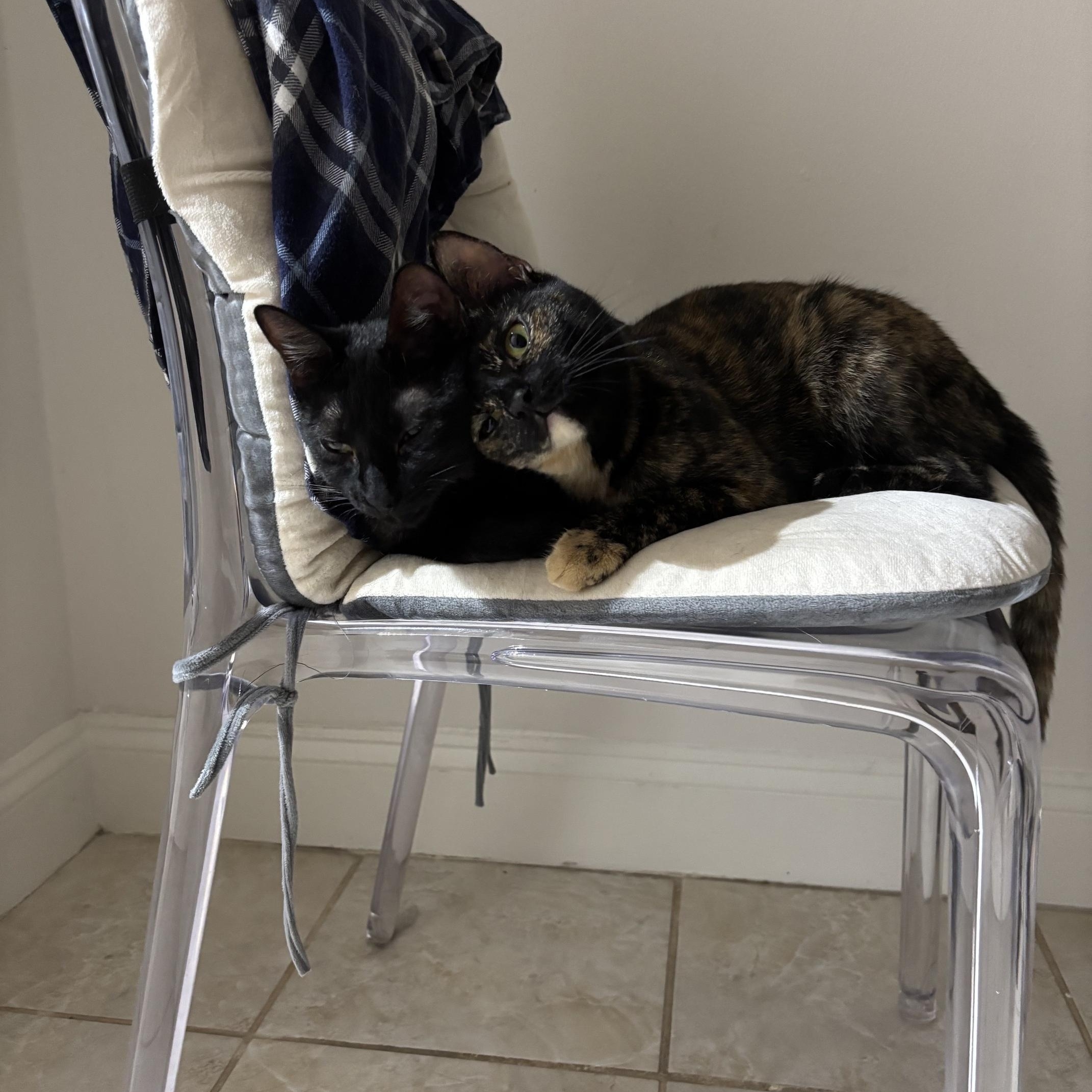Cinnamon and Cappuccino-Sweet Duo, a ADOPTABLE American Shorthair in Brooklyn, NY image 6/6