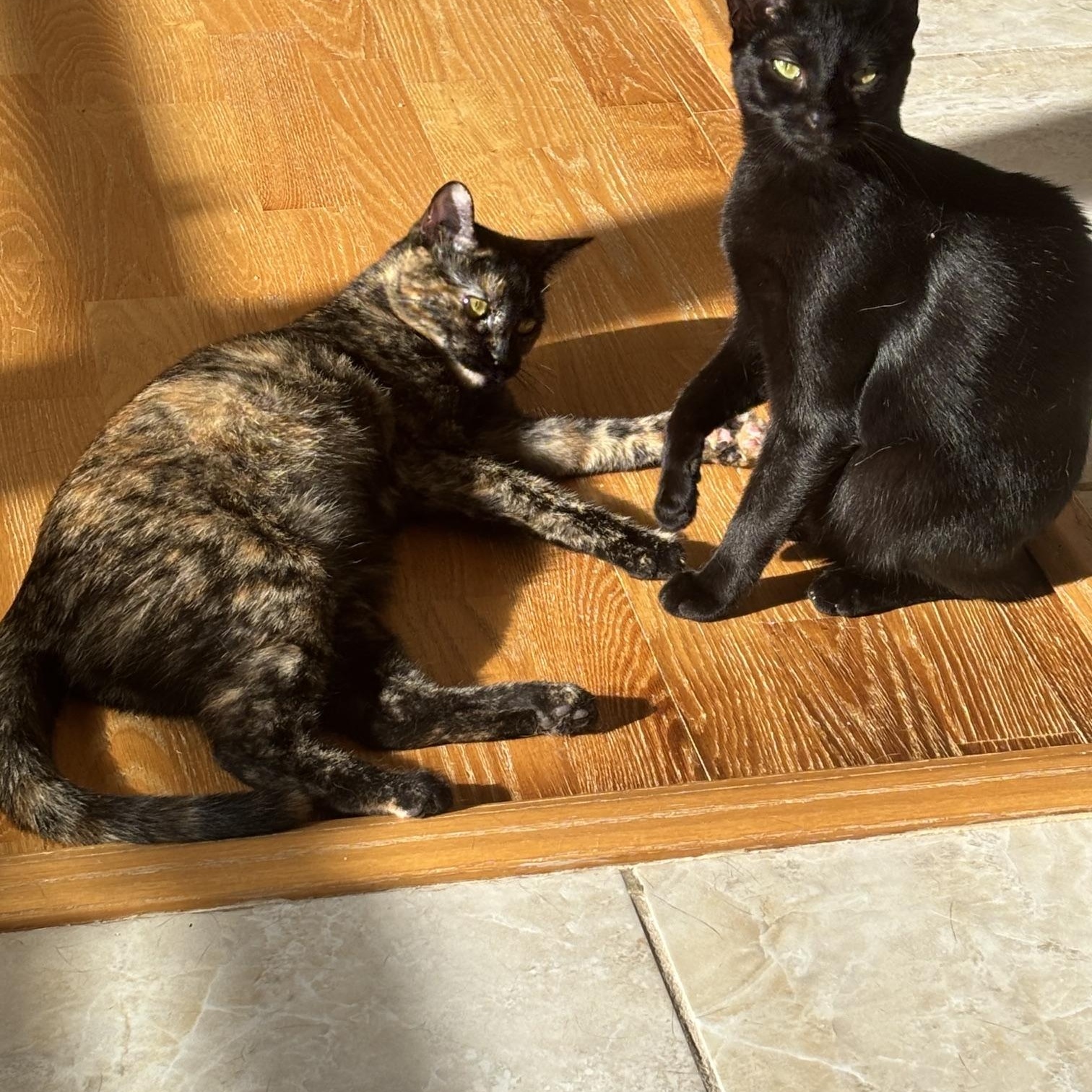 Cinnamon and Cappuccino-Sweet Duo, ADOPTABLE, Kitten Female American Shorthair.