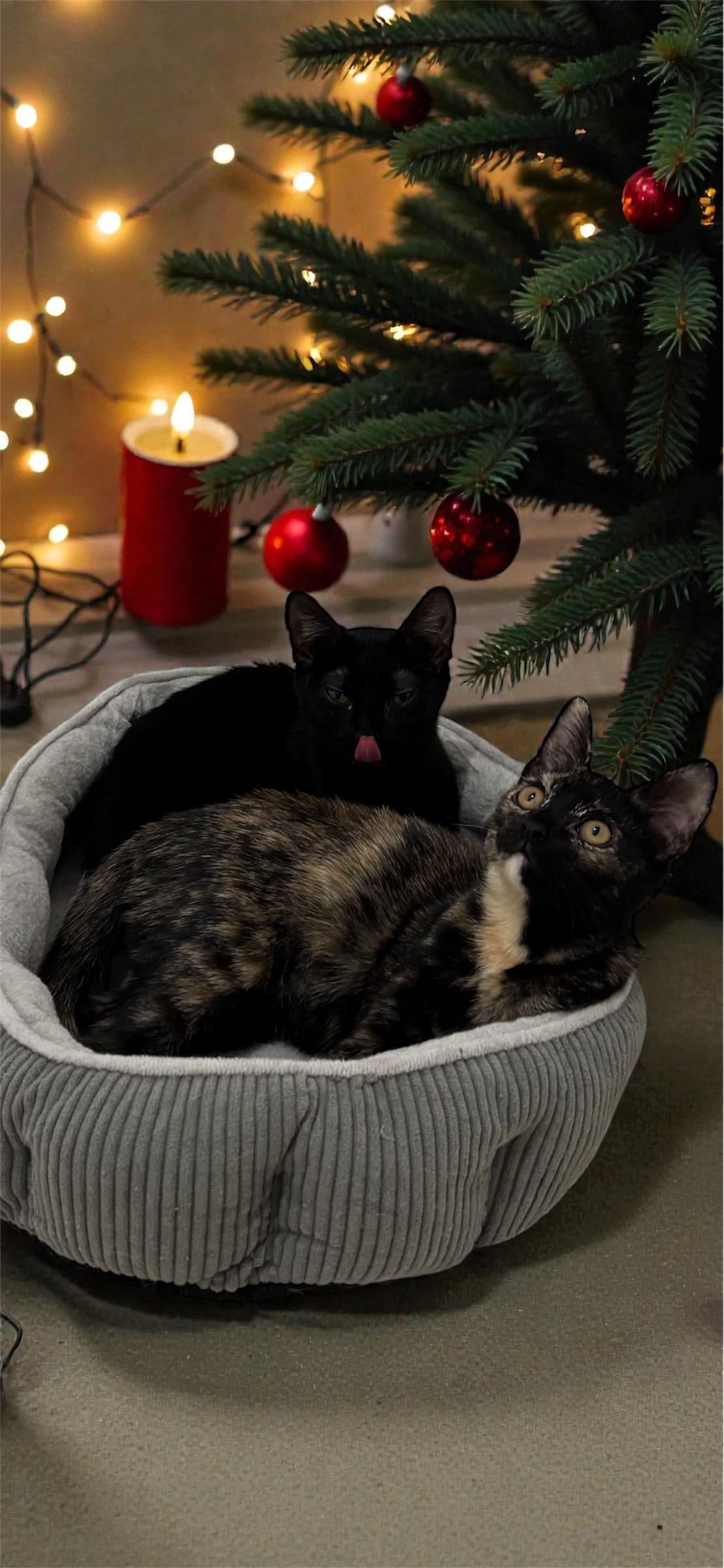 Sweet Duo, ADOPTABLE, Kitten Female American Shorthair.