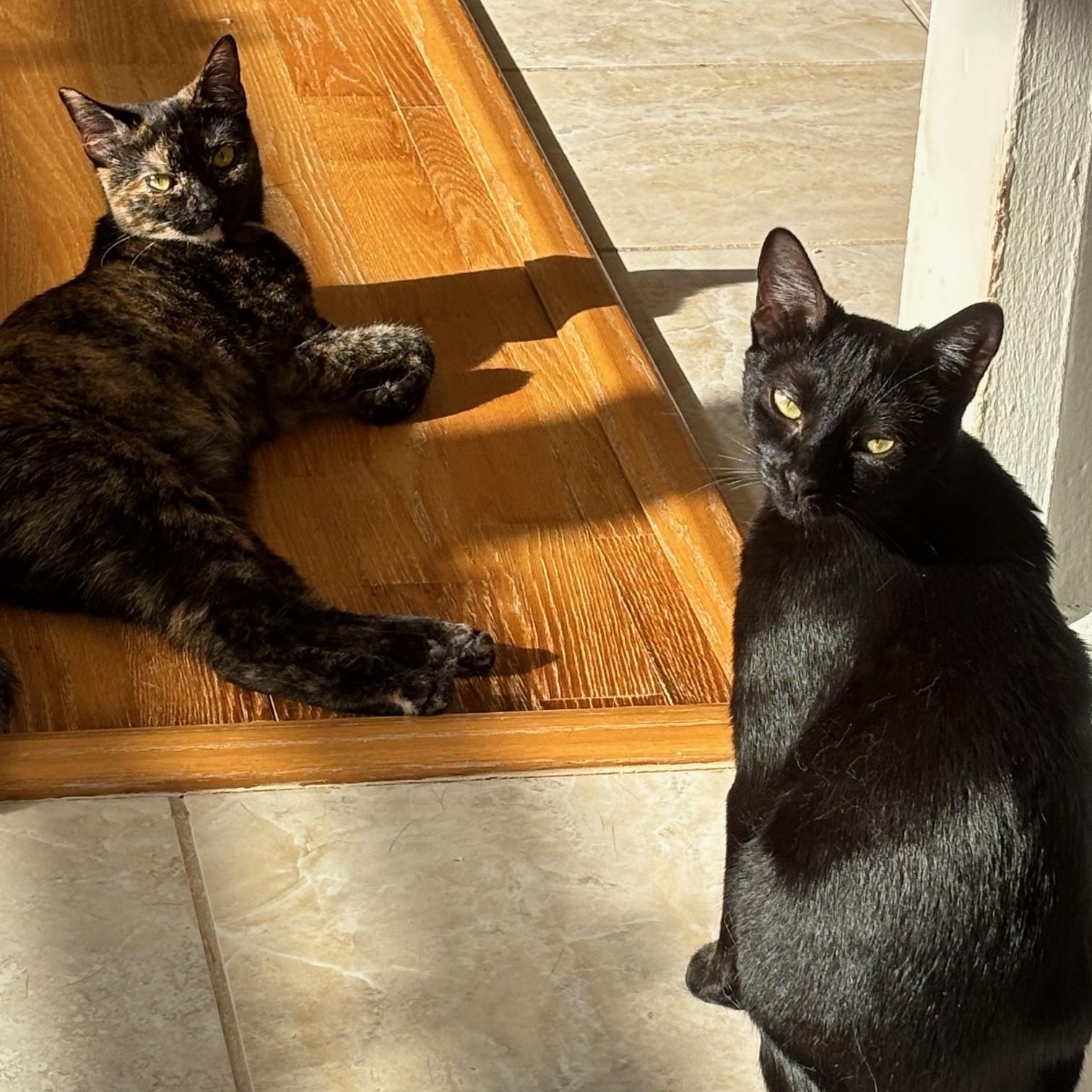 Cinnamon and Cappuccino-Sweet Duo, ADOPTABLE, Kitten Female American Shorthair.