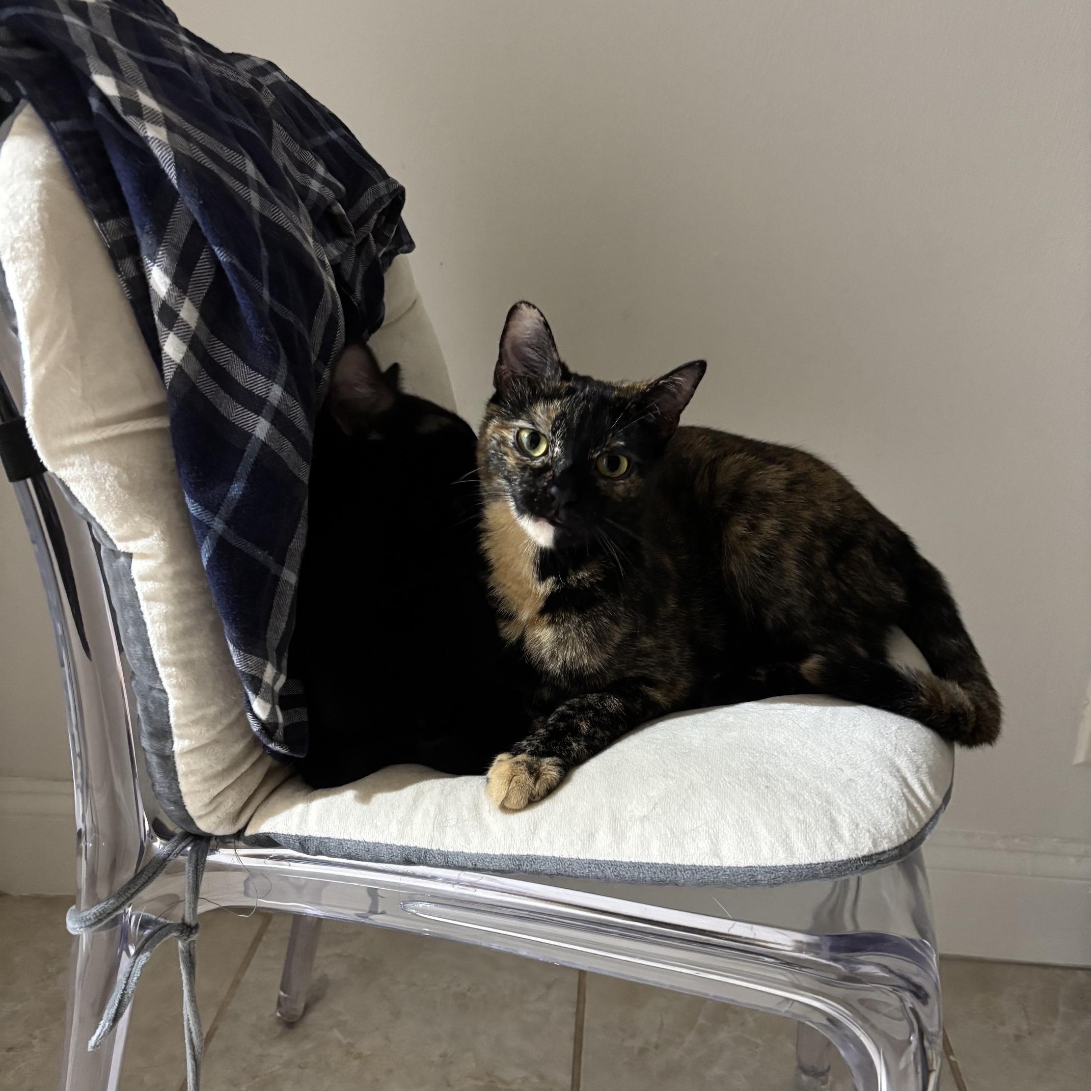 Cinnamon and Cappuccino-Sweet Duo, a ADOPTABLE American Shorthair in Brooklyn, NY image 5/6