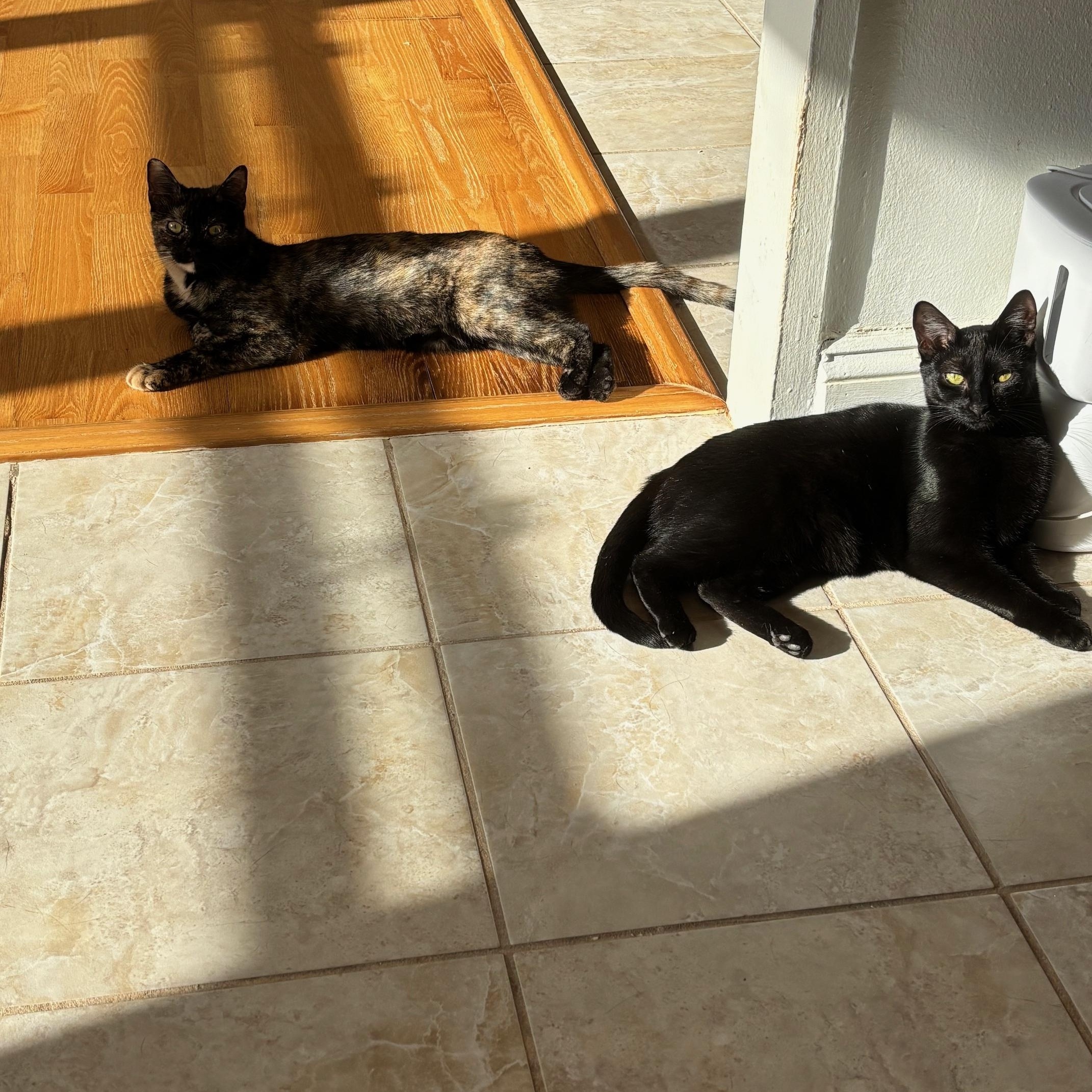 Enlarge Cinnamon and Cappuccino-Sweet Duo, a ADOPTABLE American Shorthair in Brooklyn, NY image 2/5