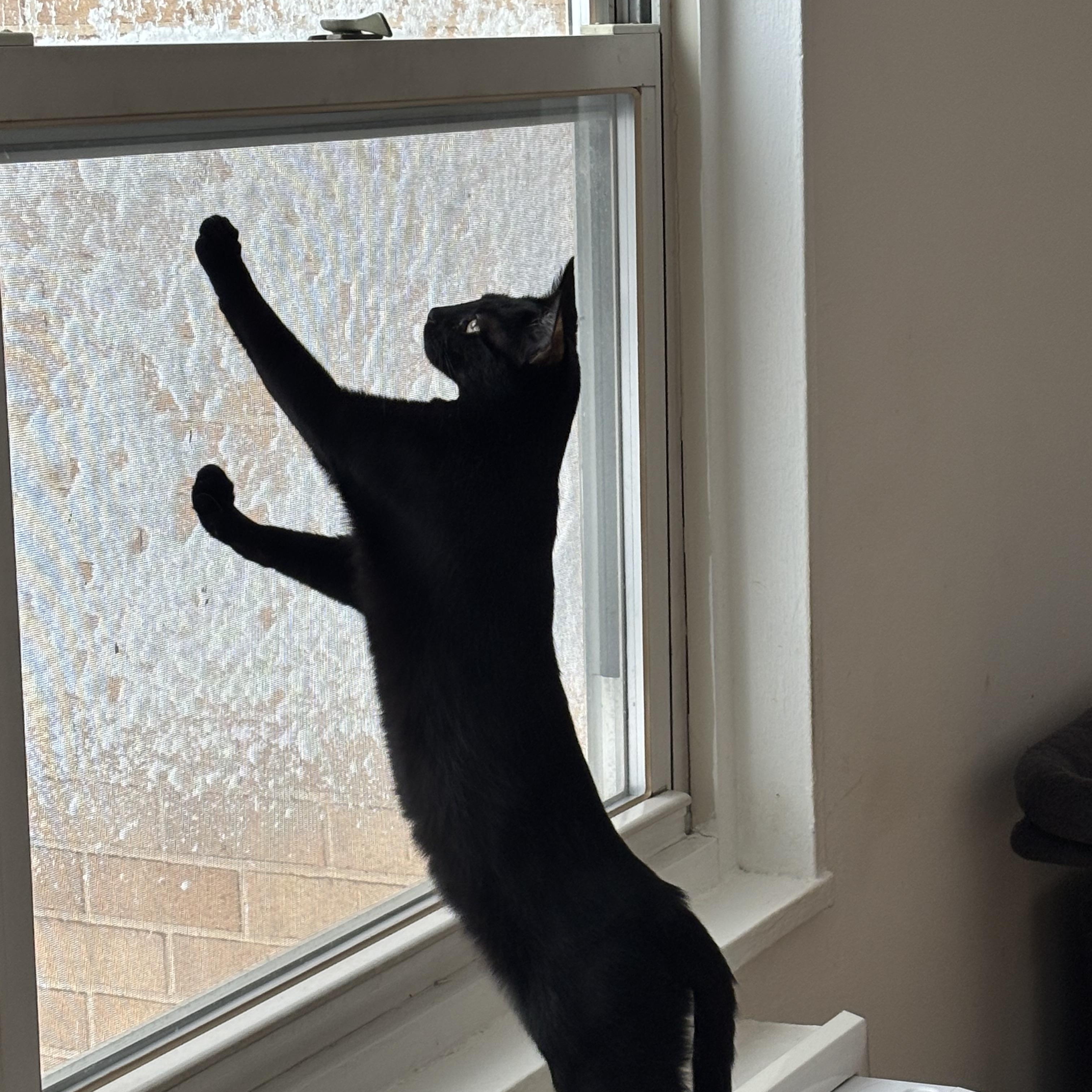 Enlarge Sweet Duo, a ADOPTABLE American Shorthair in Brooklyn, NY image 1/6