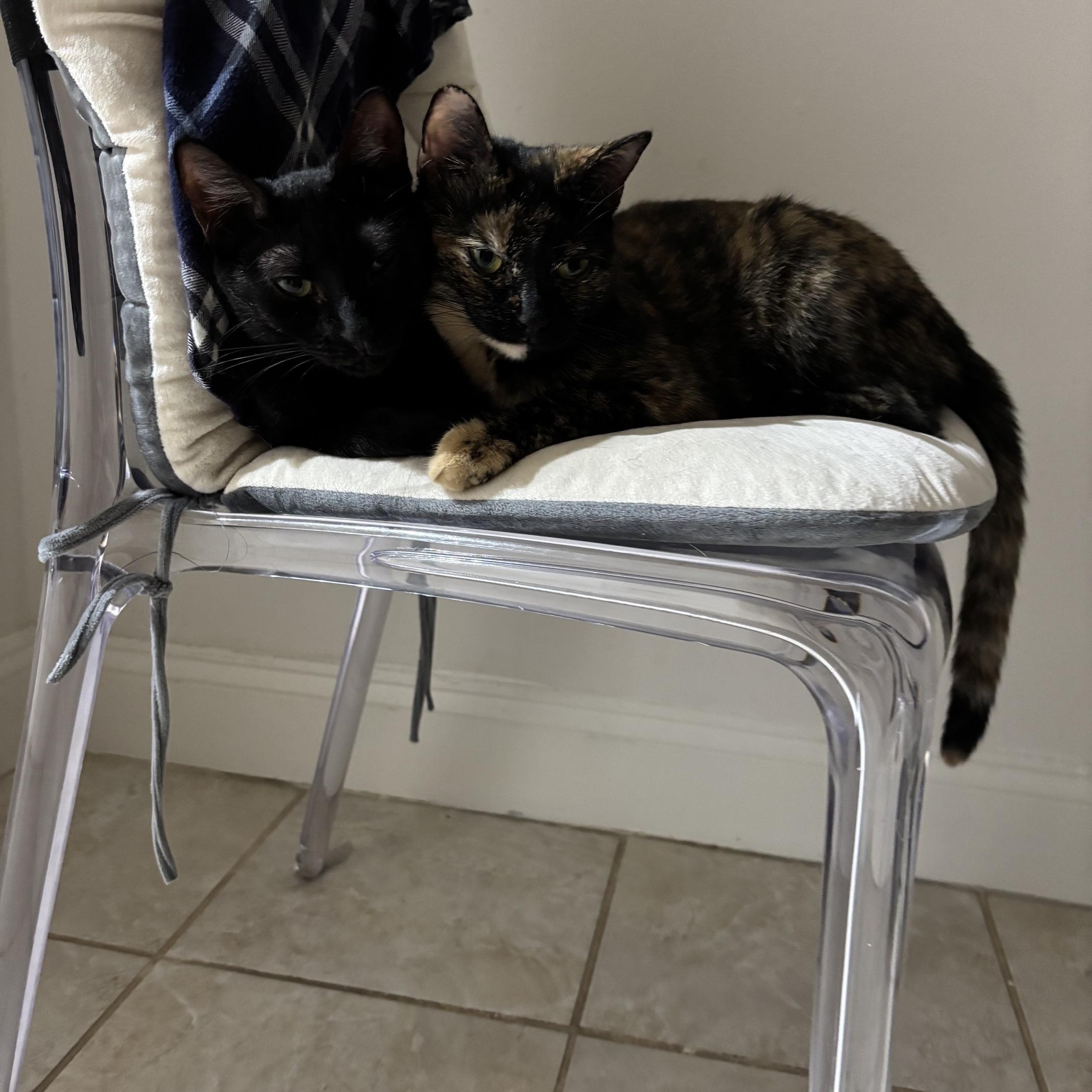 Cinnamon and Cappuccino-Sweet Duo, a ADOPTABLE American Shorthair in Brooklyn, NY image 4/6