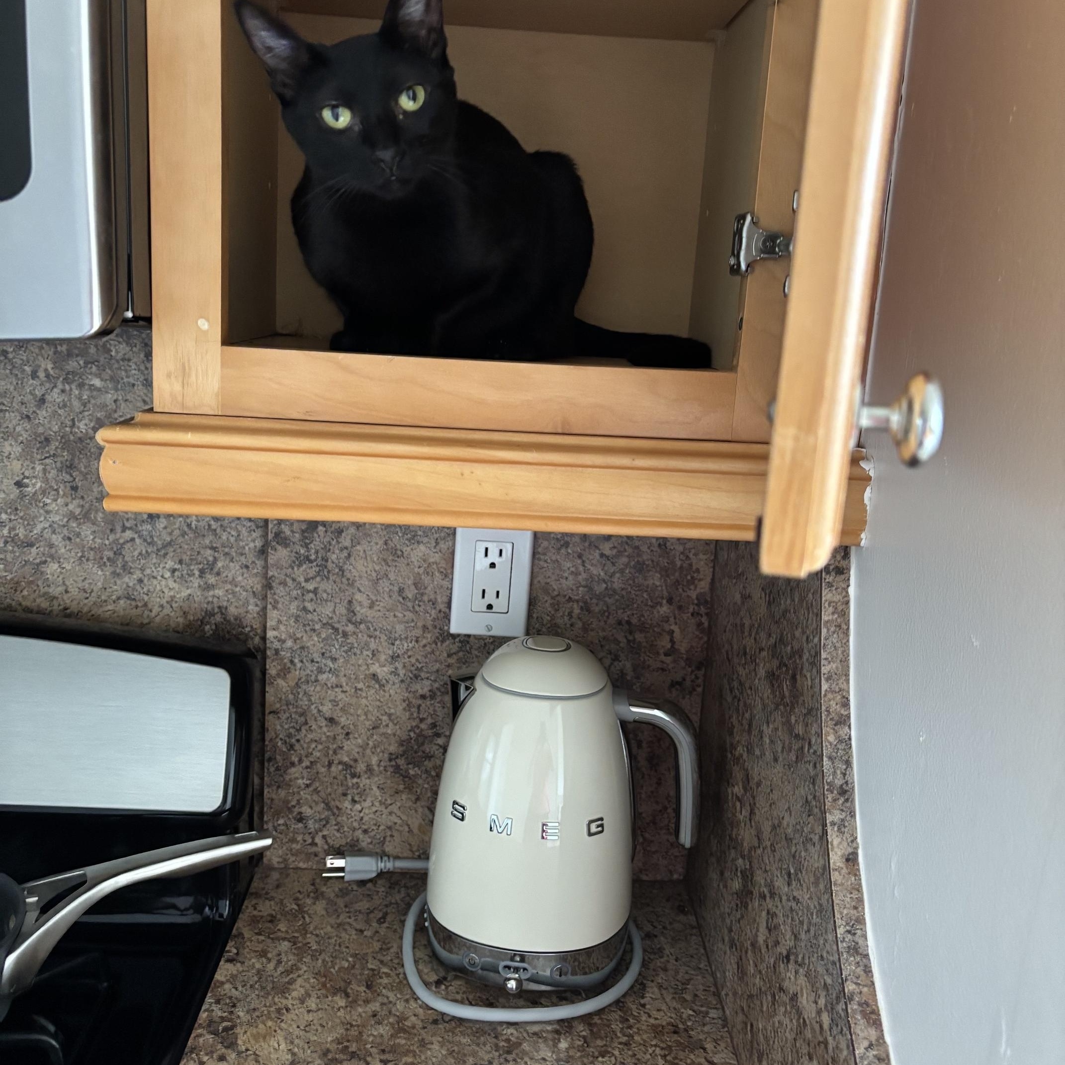 Cinnamon and Cappuccino-Sweet Duo, a ADOPTABLE American Shorthair in Brooklyn, NY image 4/6