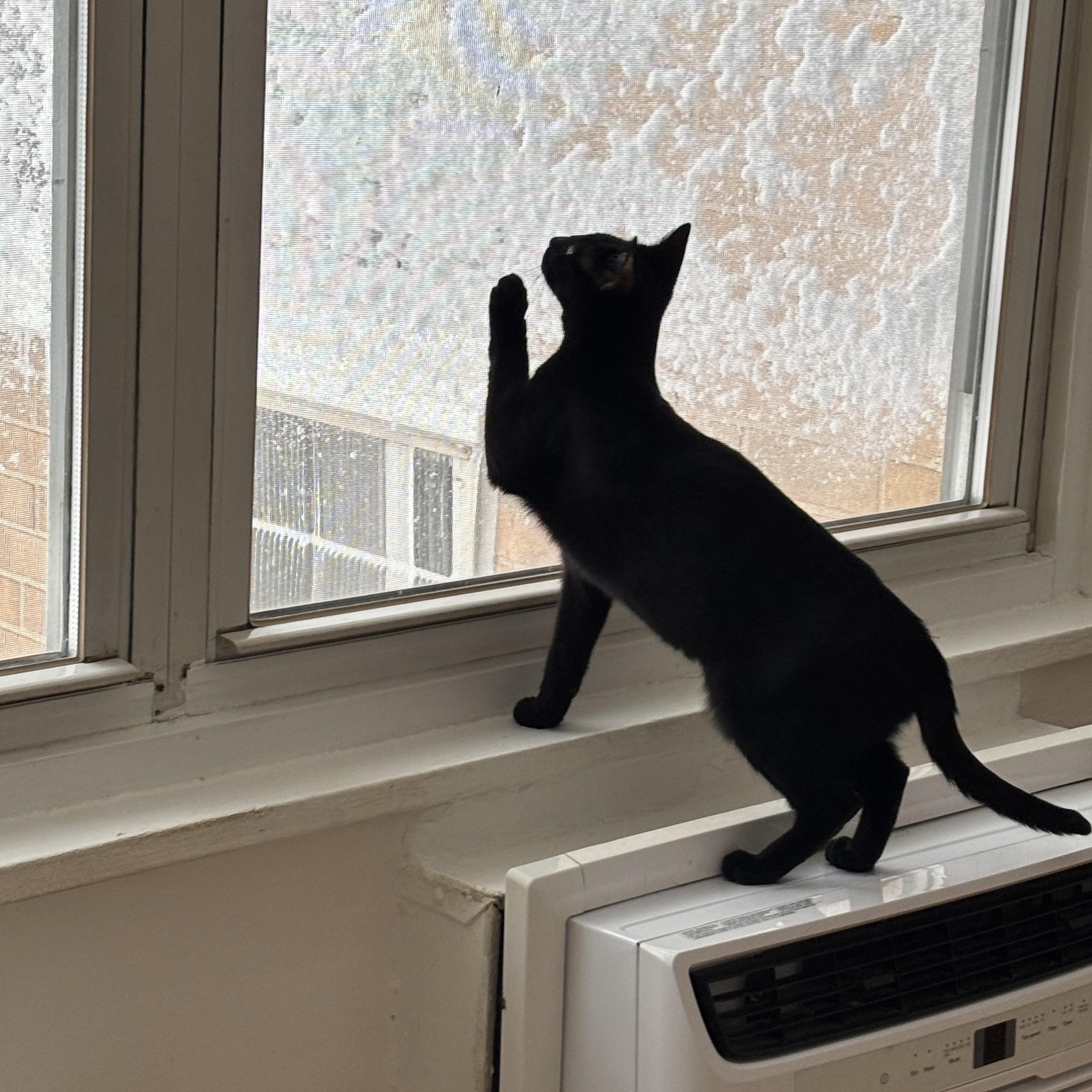 Enlarge Sweet Duo, a ADOPTABLE American Shorthair in Brooklyn, NY image 6/6