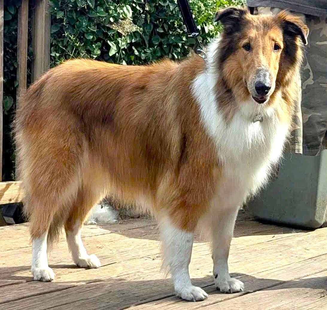 Shiloh, a Adoptable Rough Collie image 2/5