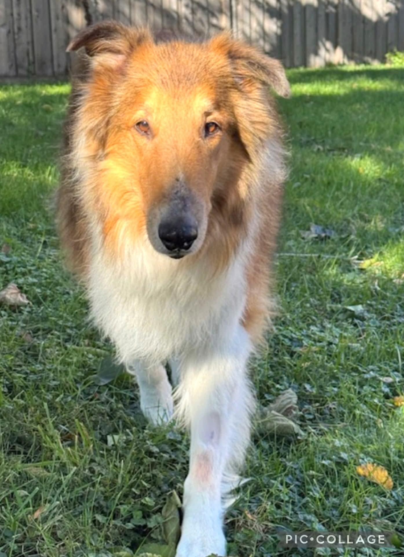 Shiloh, a Adoptable Rough Collie image 3/5