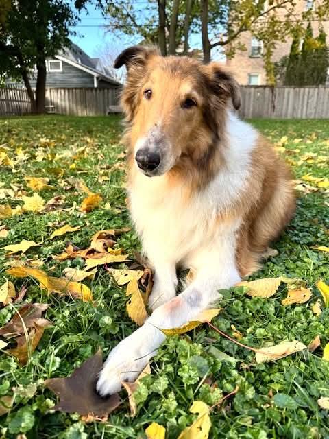 Shiloh, a Adoptable Rough Collie image 4/5