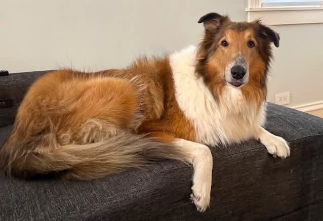 Shiloh, Adoptable, Senior Male Rough Collie.
