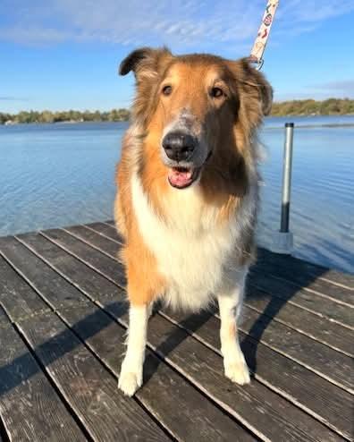 Shiloh, a Adoptable Rough Collie image 5/5