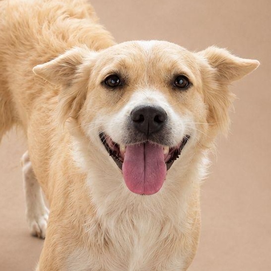 Enlarge AINA (OUT OF TOWN), an adopted mixed breed in New York, NY image 1/2