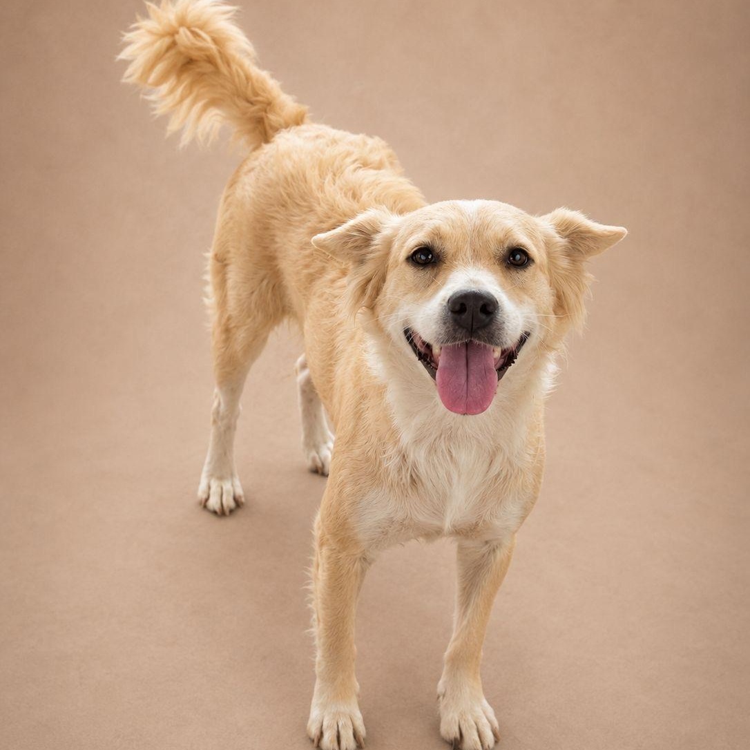 Enlarge AINA (OUT OF TOWN), an adopted mixed breed in New York, NY image 2/2