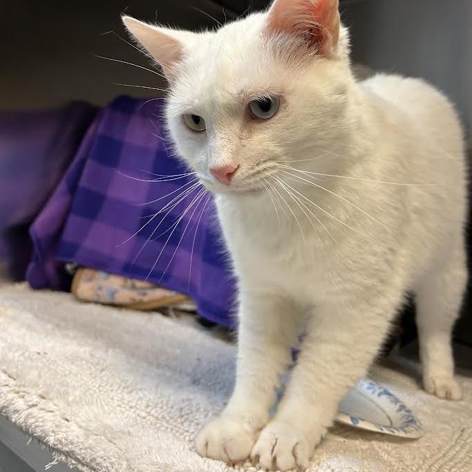 Enlarge Icebox, a Adoptable Domestic Short Hair in Charlottesville, VA image 1/6