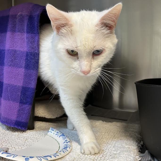 Enlarge Icebox, a Adoptable Domestic Short Hair in Charlottesville, VA image 2/6