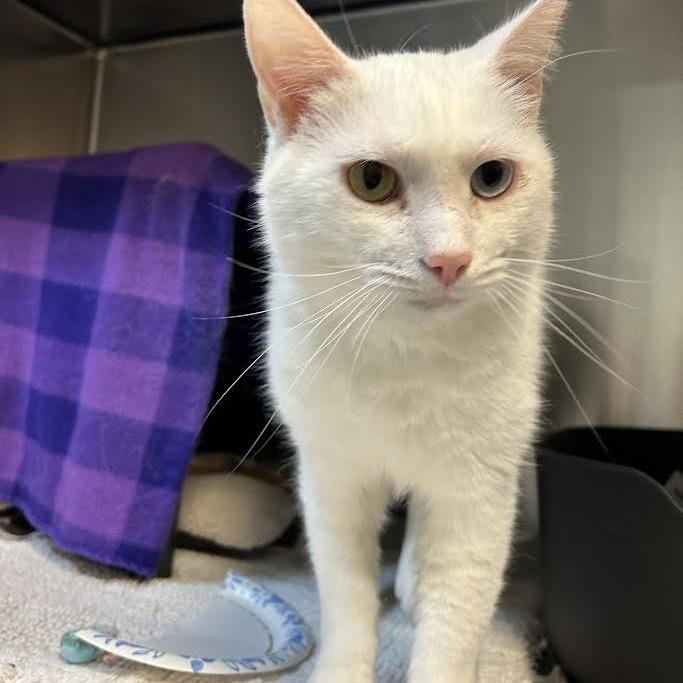 Enlarge Icebox, a Adoptable Domestic Short Hair in Charlottesville, VA image 3/6