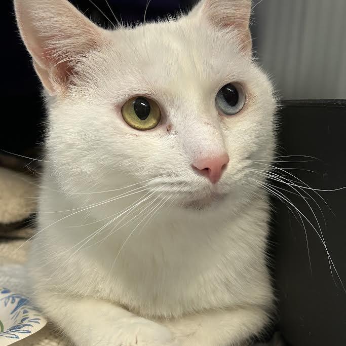 Enlarge Icebox, a Adoptable Domestic Short Hair in Charlottesville, VA image 4/6