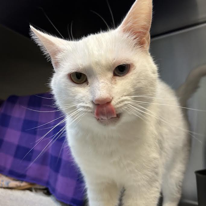 Enlarge Icebox, a Adoptable Domestic Short Hair in Charlottesville, VA image 5/6