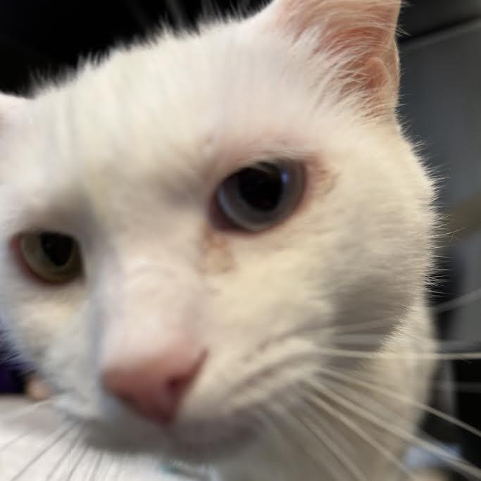 Enlarge Icebox, a Adoptable Domestic Short Hair in Charlottesville, VA image 6/6