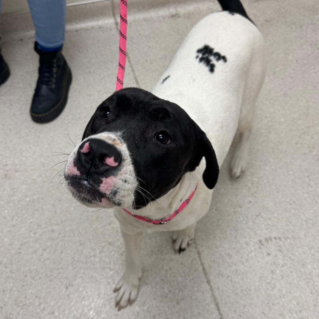 Lina, Adoptable, Young Female Pit Bull Terrier & Black Labrador Retriever.