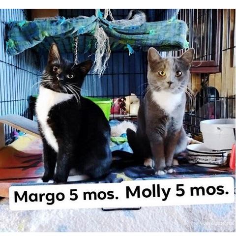 Enlarge Margo, a ADOPTABLE Domestic Short Hair in Salt Lake City, UT image 2/3