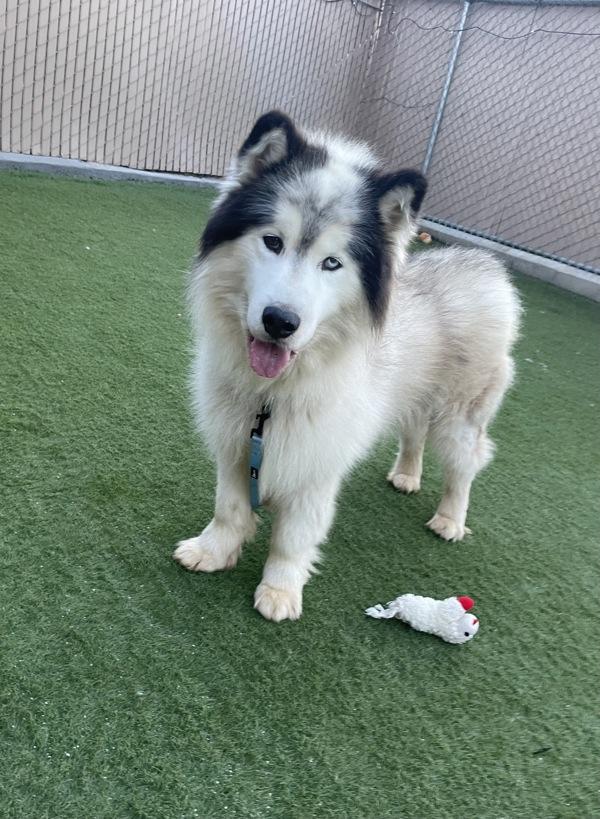 Enlarge Alaska, a Adoptable mixed breed in Oceanside, CA image 1/1