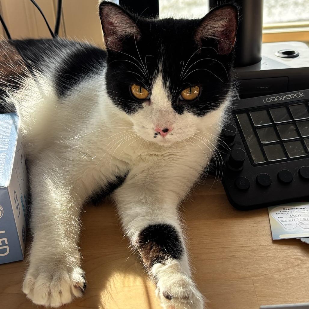 Lacey, Adoptable, Young Female Domestic Short Hair.