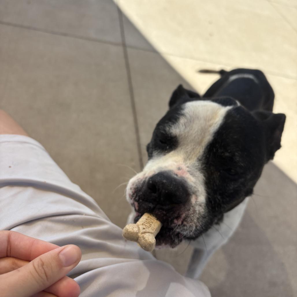 Enlarge Trudy, a Adoptable mixed breed in Norman, OK image 1/6